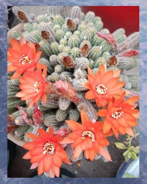 指仙人是什么_指仙人的真实来历