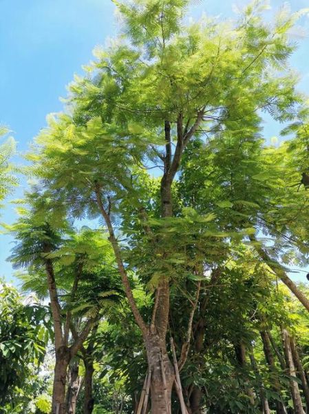 绿化苗木有哪些品种_适合北方种植的绿化树