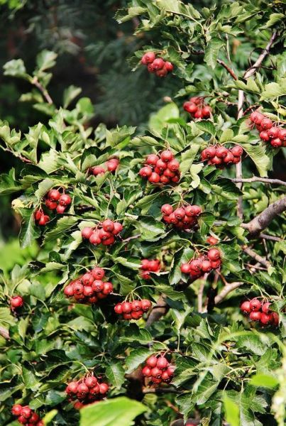 绿化苗木有哪些品种_适合北方种植的绿化树