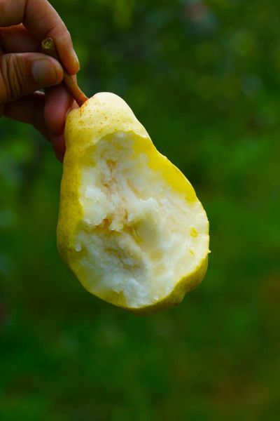 梨子的味道像什么_如何形容梨子的味道