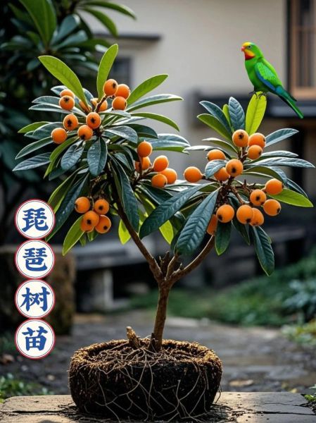 啥树苗适合庭院_啥树苗长得快