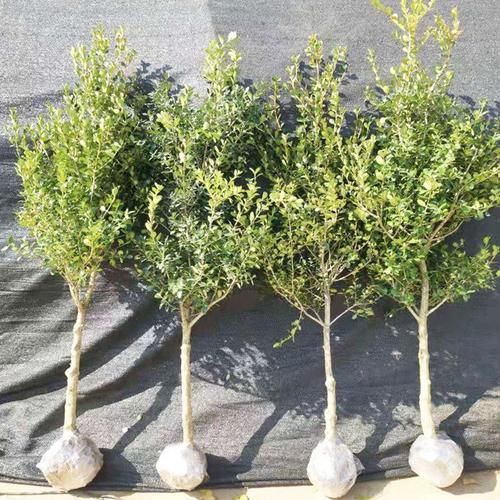 啥树苗适合庭院_啥树苗长得快