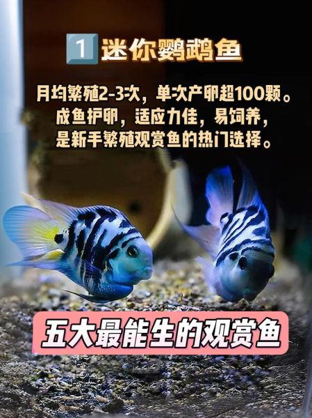 鱼玩耍的行为表现_如何让鱼更开心