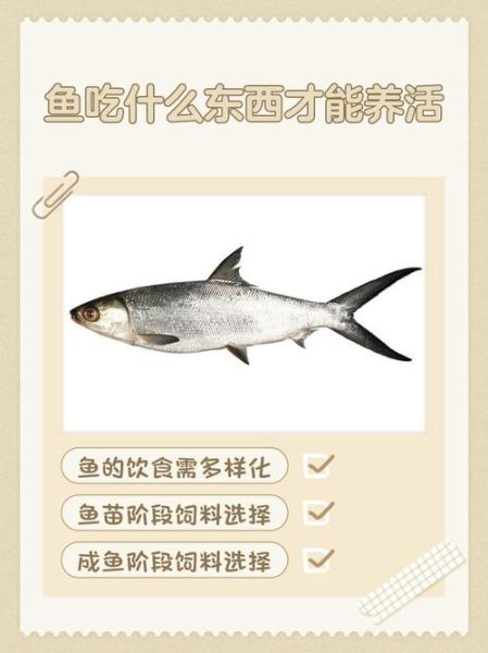 许多小鱼怎么养_许多小鱼吃什么