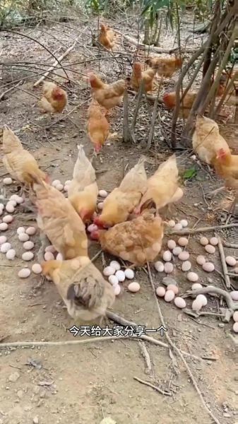 母鸡不下蛋是什么原因_母鸡抱窝怎么办