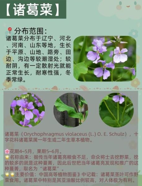 野花组词语有哪些_野花怎么造句