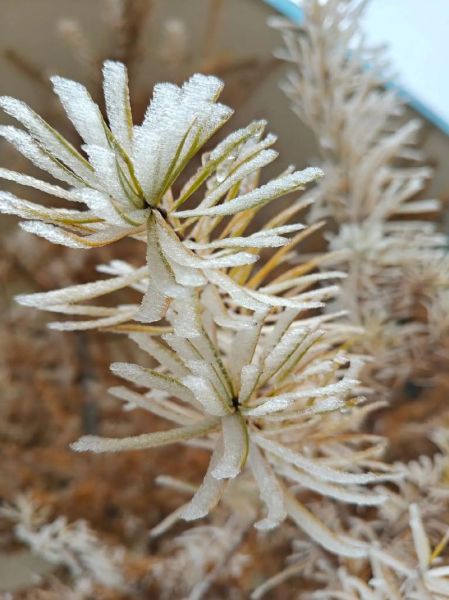 结冰冷怎么办_结冰冷多久能好