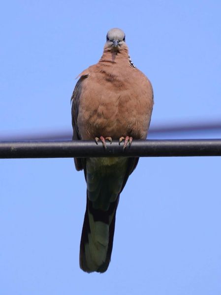 咕咕咕是什么意思_咕咕咕出自哪里