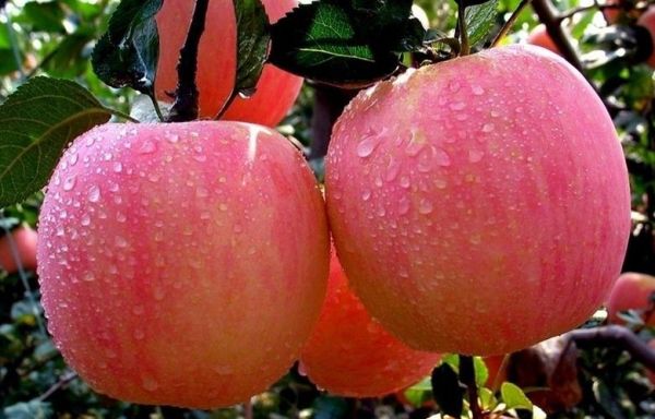 梦到送苹果是什么意思_梦见给别人苹果代表什么