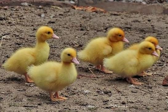 梦到吃鸭肉是什么意思_梦见吃鸭肉预示什么