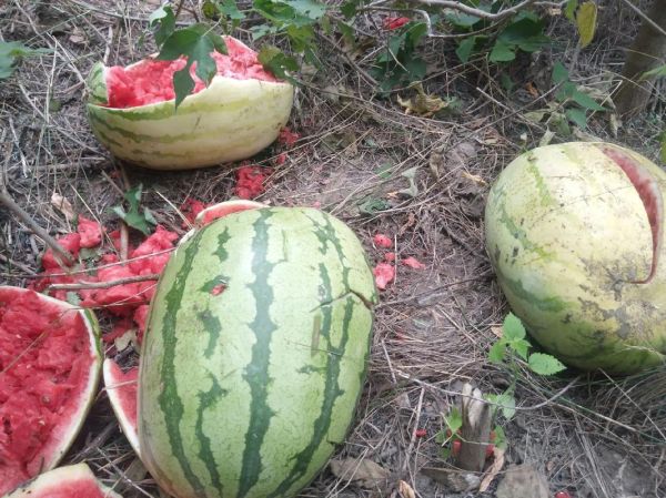 梦到很多烂西瓜_是什么预兆