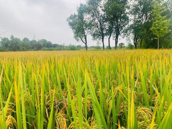 梦到稻谷熟了是什么意思_梦见稻谷熟了预示什么