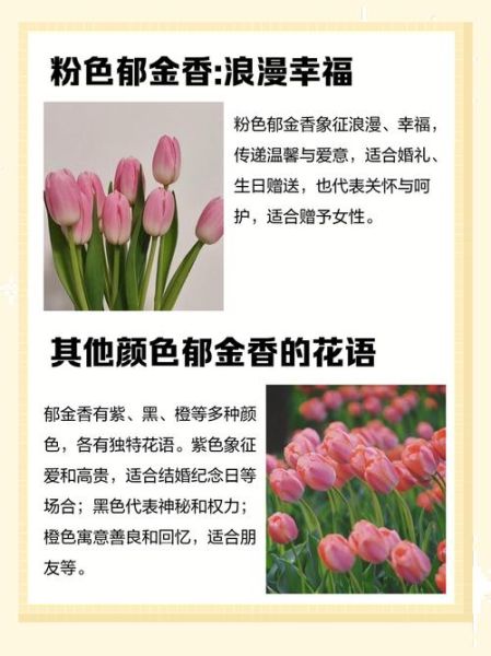 梦到郁金香是什么意思_郁金香梦境解析