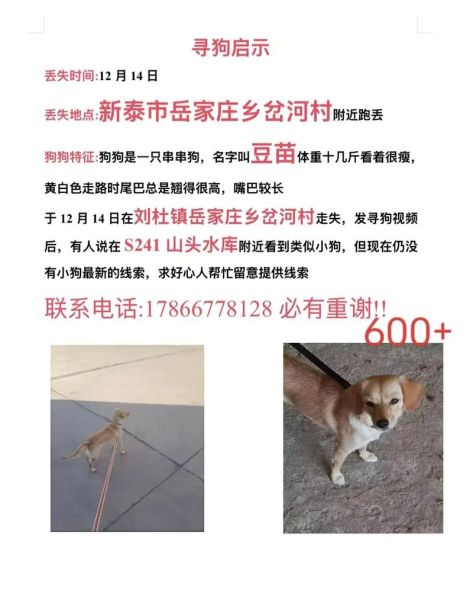 梦到杀了一只狗_意味着什么