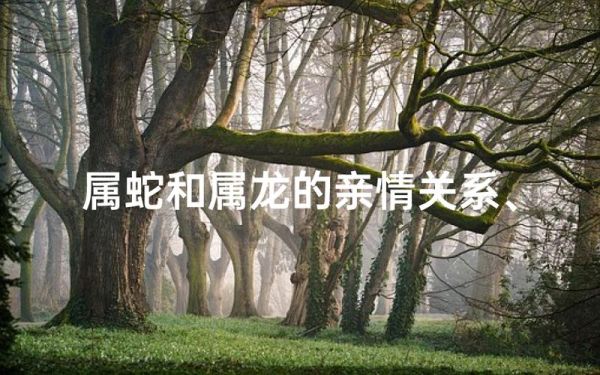 属蛇和属龙亲情_如何相处更融洽