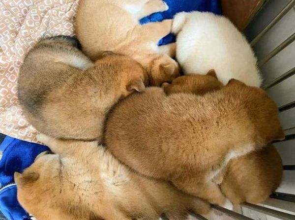 梦到一群小狗崽是什么意思_如何解读