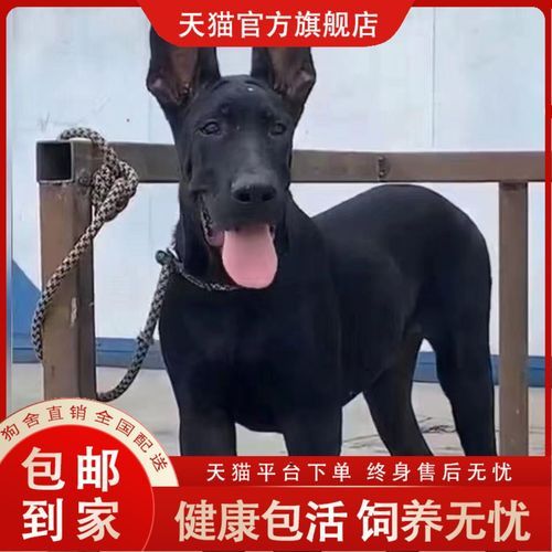 梦到黑色狗_梦见黑狗咬人什么预兆