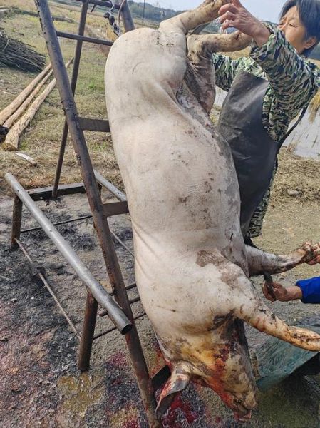 梦到杀猪是什么意思_梦见杀猪流血好不好