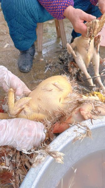 梦到别人杀鸡是什么意思_梦见别人杀鸡好不好