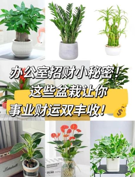 风水招财植物有哪些_办公室放什么植物最旺财