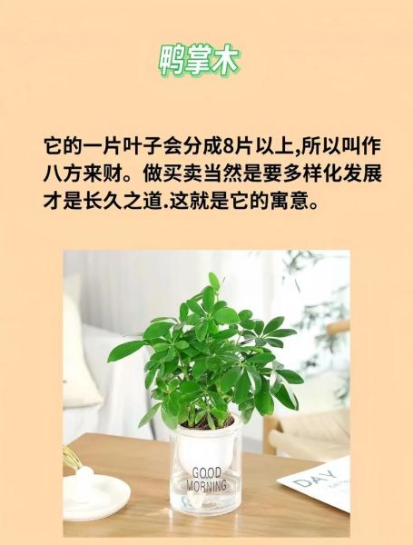 招财植物有哪些_如何提升财运