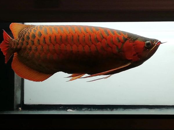 龙鱼财运_龙鱼真的能招财吗