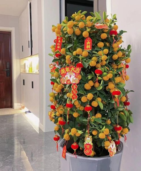 什么花财运旺_家里摆什么花招财