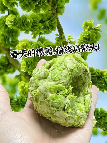 梦到摘榆钱是什么意思_榆钱梦境解析