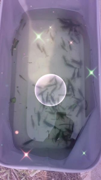 梦到抓了好多虾是什么意思_梦见抓虾预示着什么