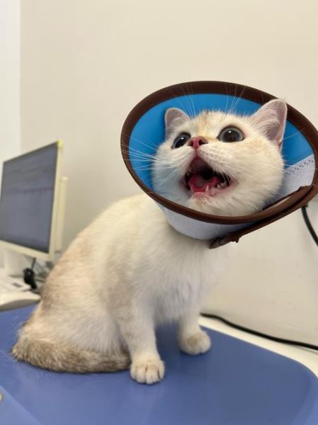 梦到猫丢了是什么意思_如何化解焦虑