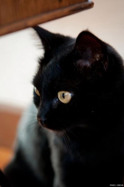 梦到黑猫死了_黑猫死亡梦境寓意