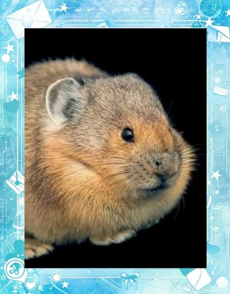 鼠和兔属相相冲吗_鼠兔婚配好吗