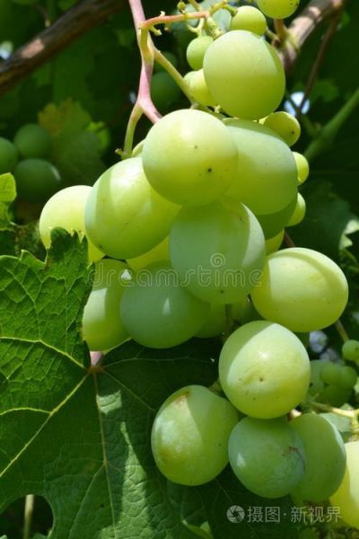 梦到绿葡萄是什么意思_绿葡萄梦境解析