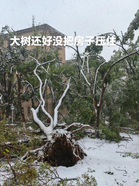 梦到树被拔是什么意思_梦见树被连根拔起预示什么