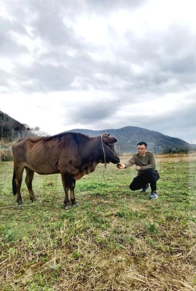 梦见放牛是什么意思_梦见放牛预示什么