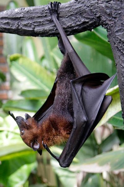 蝙蝠12属相_蝙蝠12属相有哪些