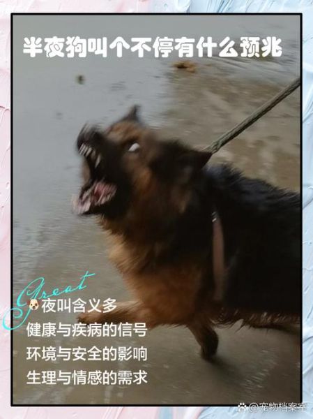 梦到狗来我家_什么预兆