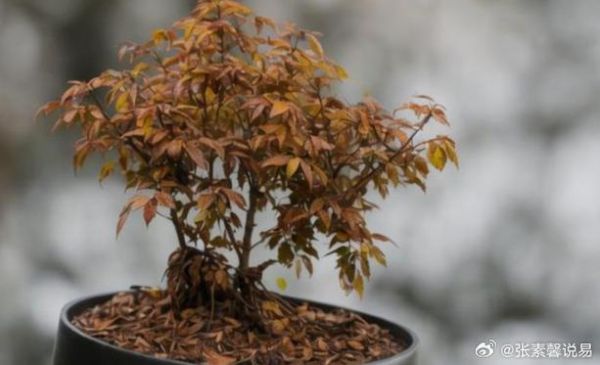 梦到绿植枯萎是什么意思_绿植枯萎梦境解析