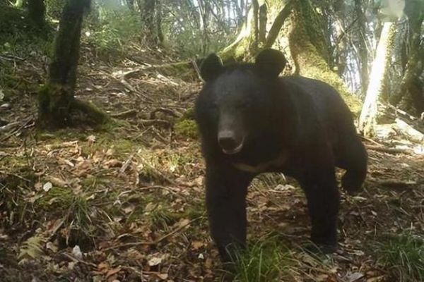 梦到黑熊追自己_周公解梦黑熊攻击寓意