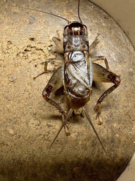 蛐蛐招财是真的吗_蛐蛐风水禁忌有哪些