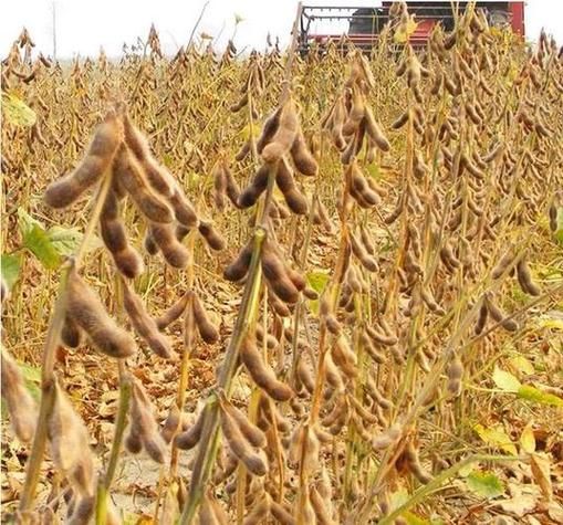 梦到摘黄豆是什么意思_梦见摘黄豆预示什么