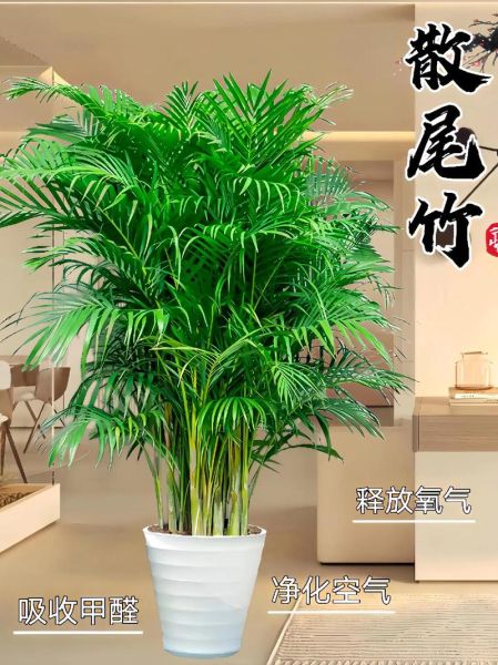 风尾竹财运_如何摆放招财