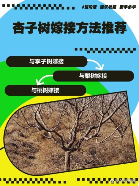 梦到嫁接树是什么意思_嫁接树梦境解析