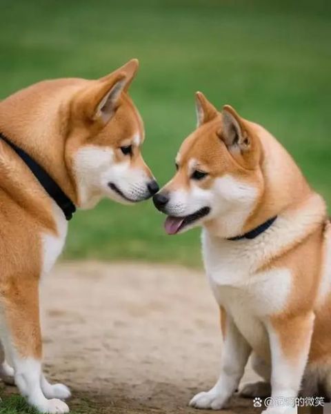 马和狗在一起财运好吗_属马属狗合作赚钱吗