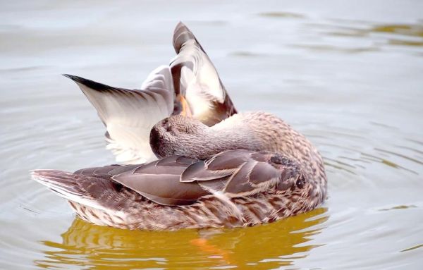 梦到小燕子是什么意思_小燕子飞进家里预示什么