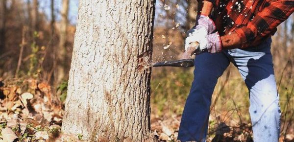 梦到砍树是什么意思_砍树梦境预示什么