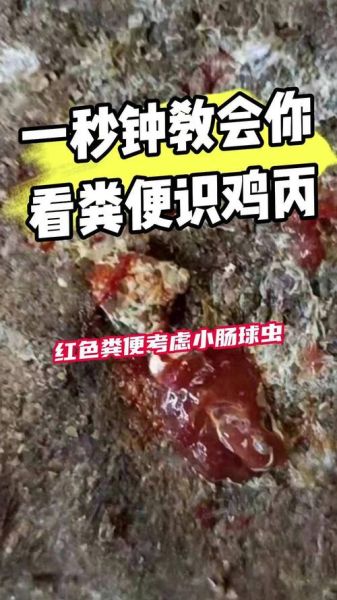 梦到踩鸡粪是什么意思_梦见踩到鸡粪好不好