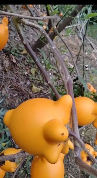 财运的果实是什么_如何收获财运的果实