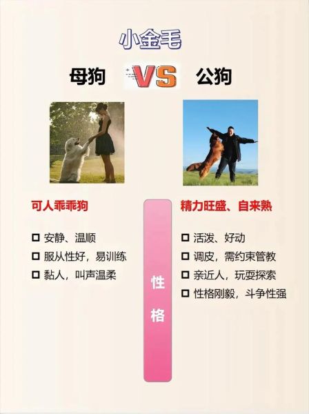 狗是十二生肖大属相还是小属相_狗属相大小如何区分