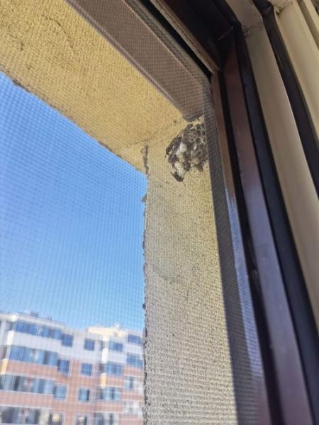 窗户下有马蜂窝有财运吗_风水吉兆还是隐患